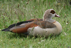 31-Nilgans-140.jpg